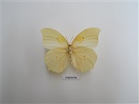 藏品(粉蝶科-南美洲(二))的圖片